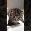 真剣な眼差しのハンサム子猫【赤ちゃん猫　保護猫】 #gatto #kitten #子ネコ #cat #meow #cute #kitty #エウレカねこ部 #三毛猫  #保護猫 #猫 #animals