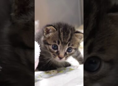 真剣な眼差しのハンサム子猫【赤ちゃん猫　保護猫】 #gatto #kitten #子ネコ #cat #meow #cute #kitty #エウレカねこ部 #三毛猫  #保護猫 #猫 #animals