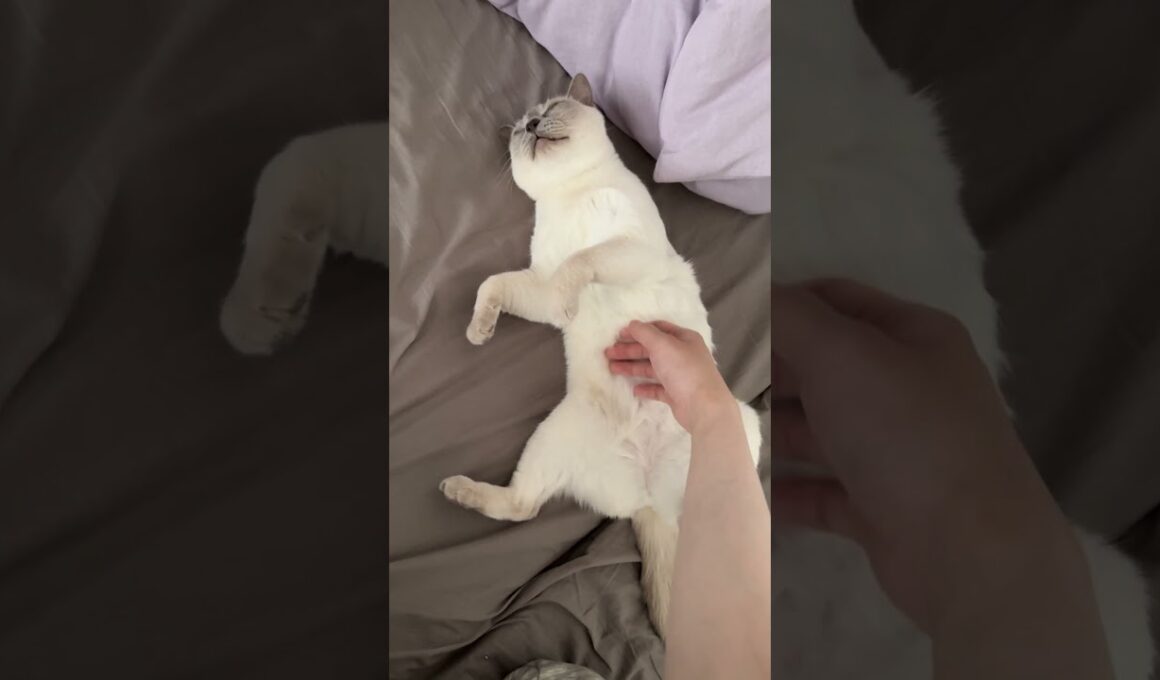 だらだら最高 #meow #cutecat #siamese #tonkinese #funnycat  #cat #トンキニーズ