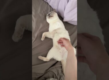 だらだら最高 #meow #cutecat #siamese #tonkinese #funnycat  #cat #トンキニーズ