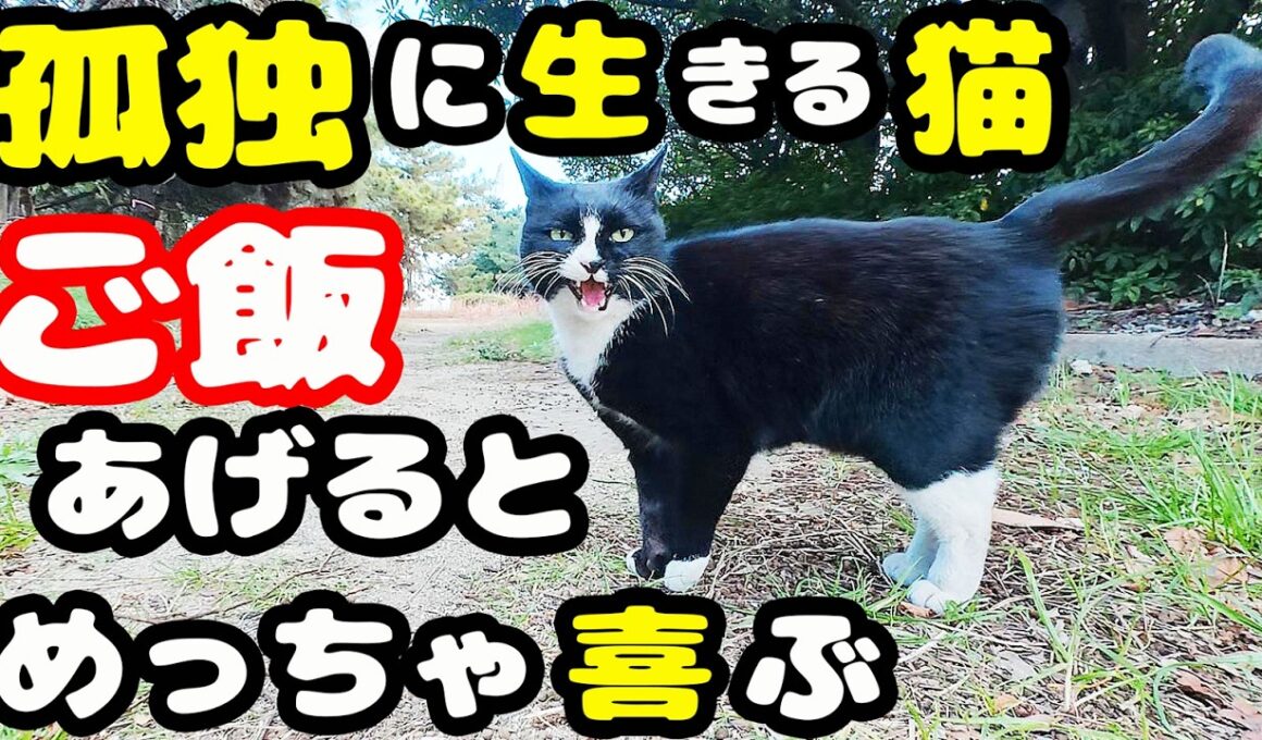 公園で独りで生きる猫にご飯をあげると・・・ さくらねこへのエサやり【視聴だけでも猫を助けることになります】支援者様 視聴者様 猫たちに神のご加護を！野良猫 感動猫動画