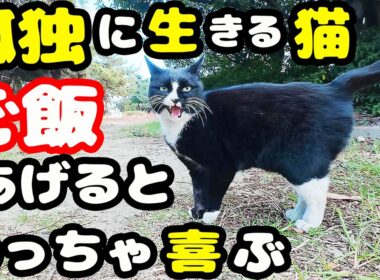 公園で独りで生きる猫にご飯をあげると・・・ さくらねこへのエサやり【視聴だけでも猫を助けることになります】支援者様 視聴者様 猫たちに神のご加護を！野良猫 感動猫動画