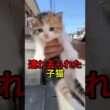 子猫を連れ去った男【猫感動物語】 #shorts