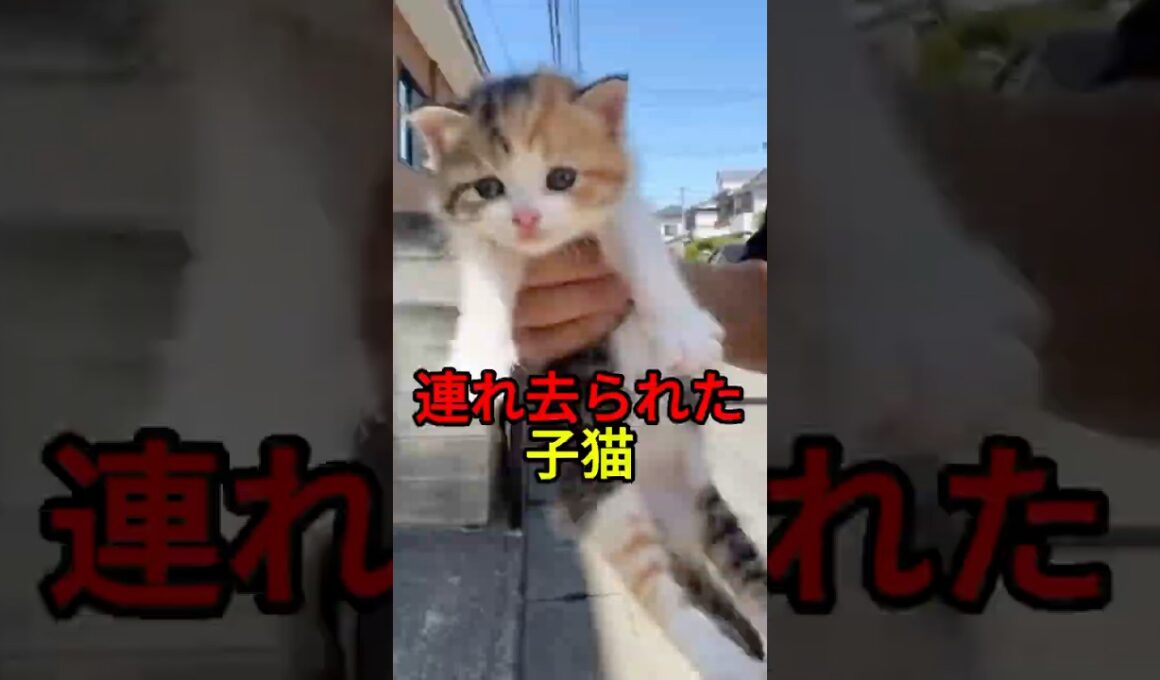 子猫を連れ去った男【猫感動物語】 #shorts