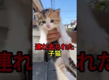 子猫を連れ去った男【猫感動物語】 #shorts