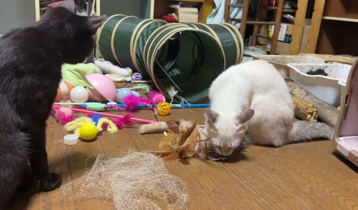 シャムの雫、羽で遊ぶ。猫トンネルにいるシャムのパンダ、黒猫の黒夢は、じっと