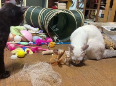 シャムの雫、羽で遊ぶ。猫トンネルにいるシャムのパンダ、黒猫の黒夢は、じっと