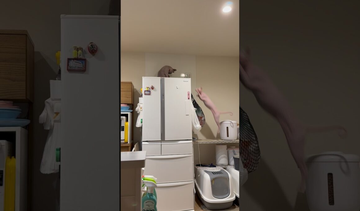 高いところが好きな猫スルタンとアレクサンドラ【スフィンクス】