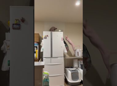 高いところが好きな猫スルタンとアレクサンドラ【スフィンクス】