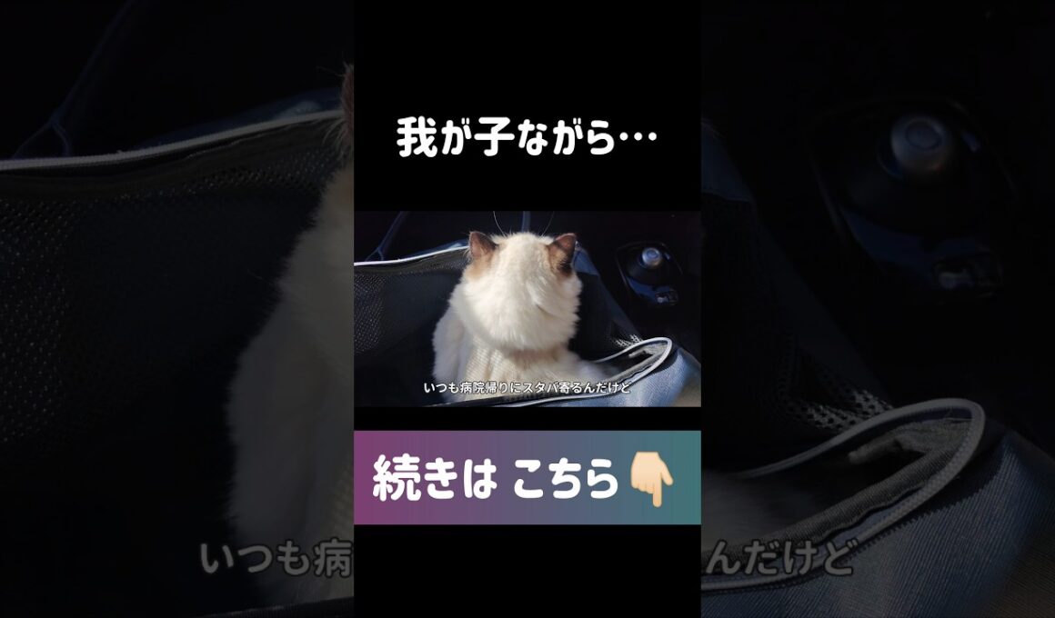 #shorts #猫 #子猫 #ラグドール #甘えん坊猫 #ぬいぐるみ猫