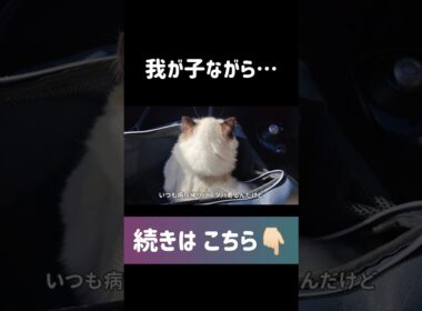 #shorts #猫 #子猫 #ラグドール #甘えん坊猫 #ぬいぐるみ猫