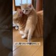 よじ登る子猫🐱