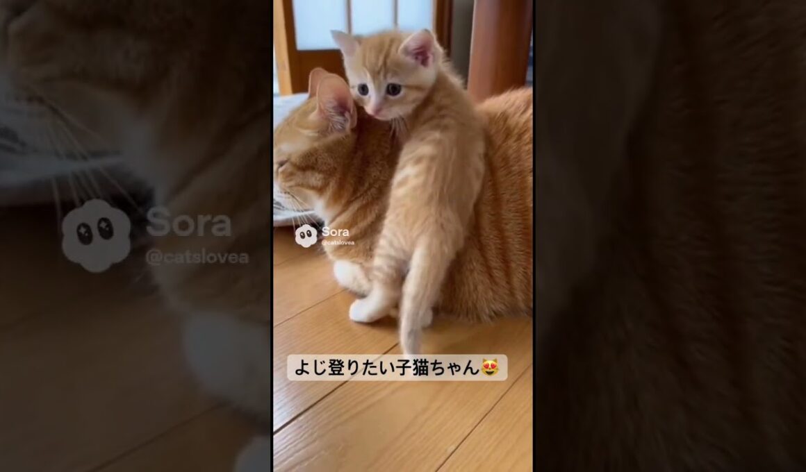 よじ登る子猫🐱