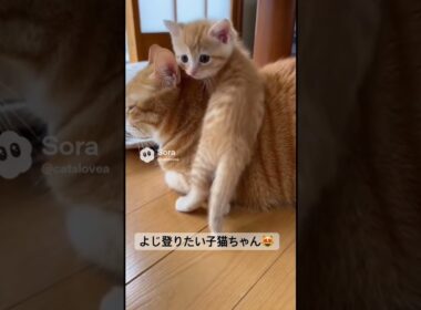 よじ登る子猫🐱
