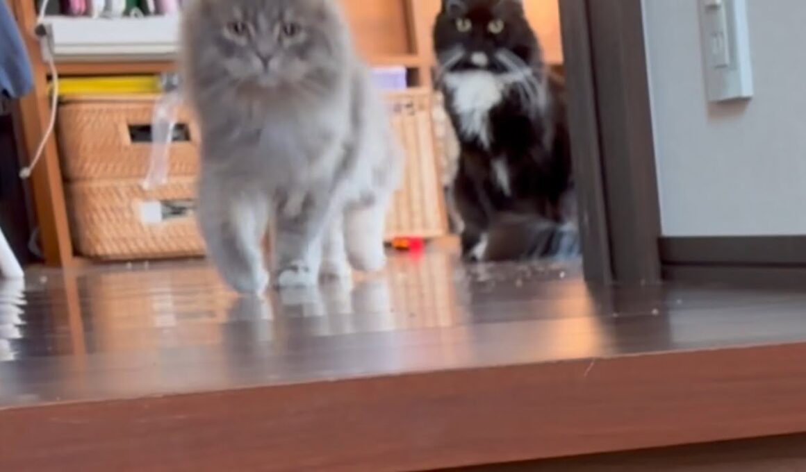 名前を呼べば付いてくる猫　サイベリアン