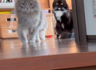 名前を呼べば付いてくる猫　サイベリアン