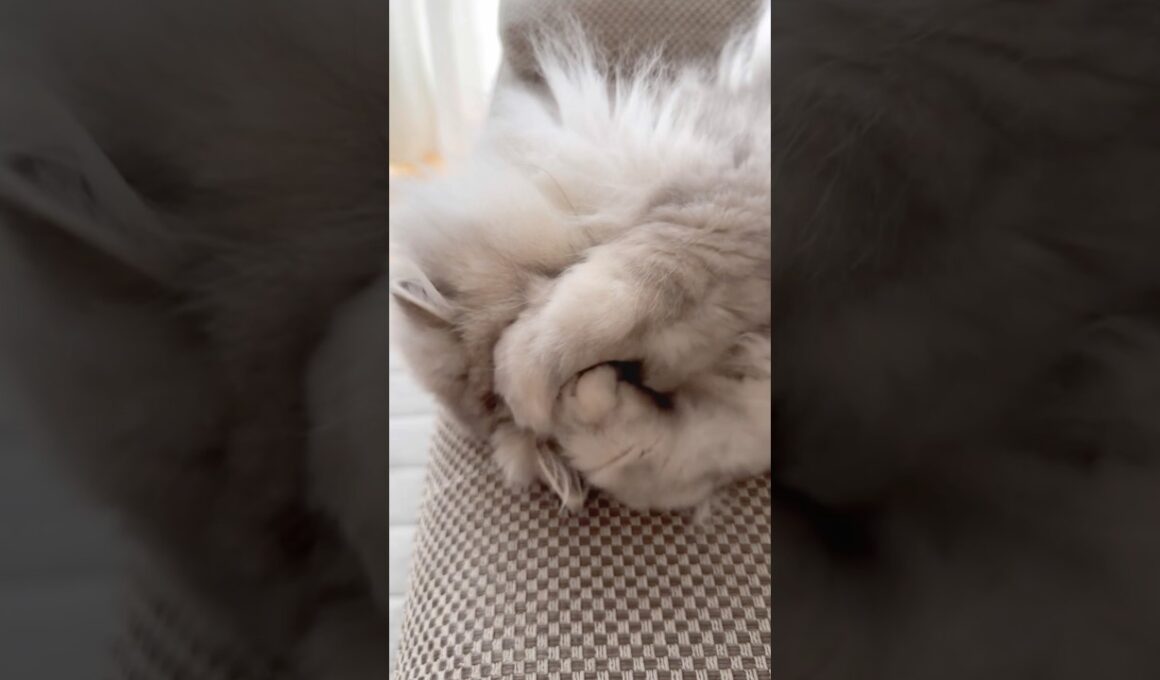 恥ずかしがる猫 【サイベリアン】 #Shorts