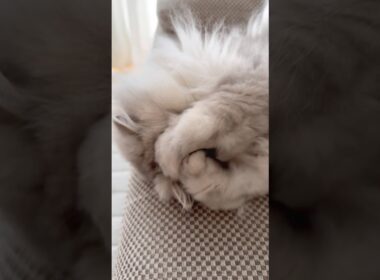 恥ずかしがる猫 【サイベリアン】 #Shorts