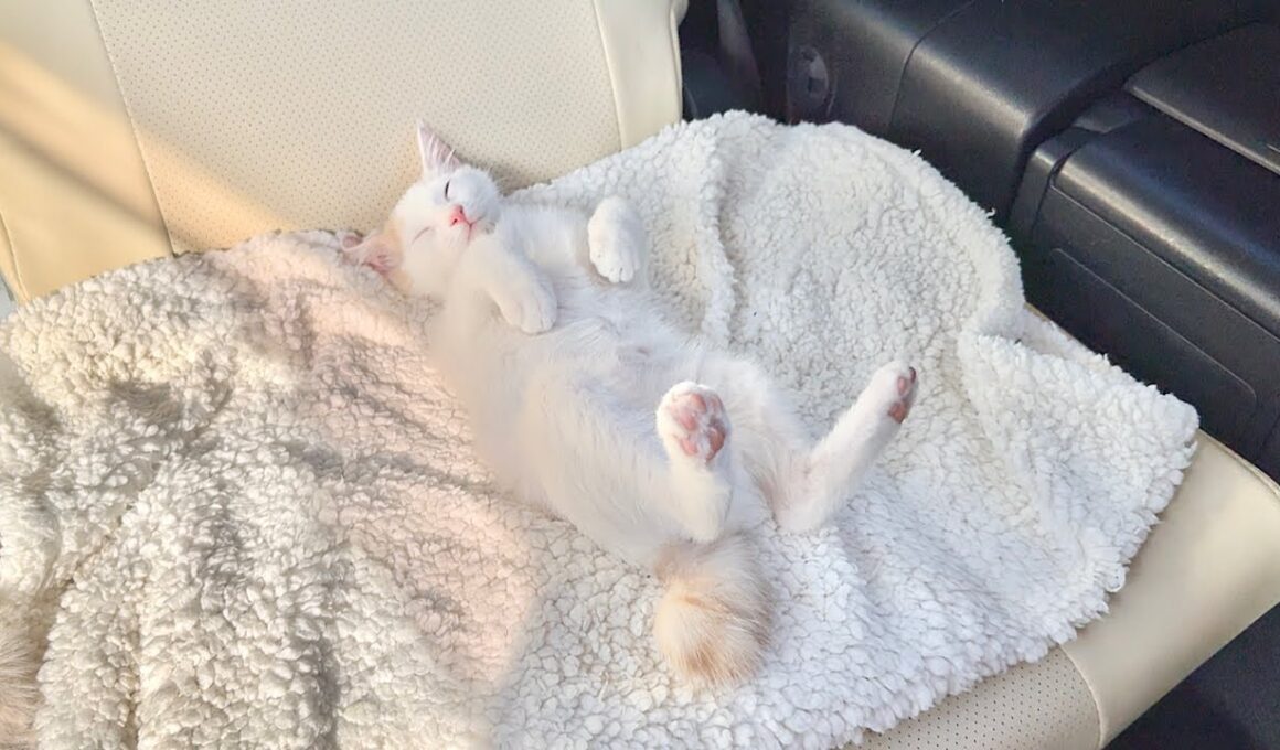 新入り子猫と初めてドライブしたら後部座席でこうなっちゃってました…笑