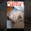 飼い主にくっついて眠る甘えん坊な子猫