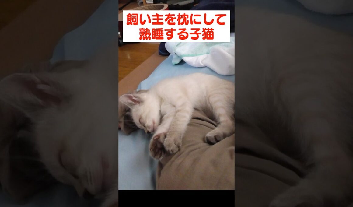 飼い主にくっついて眠る甘えん坊な子猫