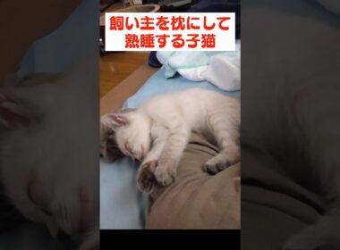 飼い主にくっついて眠る甘えん坊な子猫