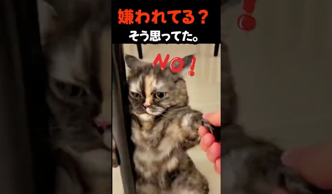 近づかない本当の理由 #猫 #子猫 #猫の気持ち