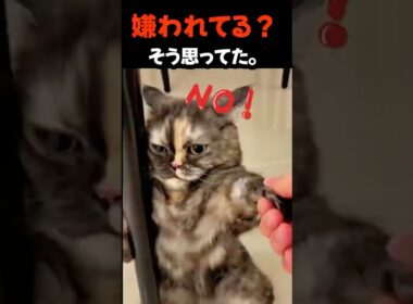近づかない本当の理由 #猫 #子猫 #猫の気持ち
