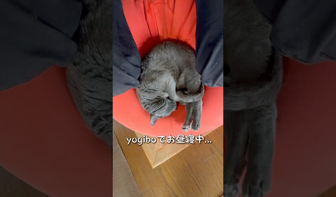 【ロシアンブルー】今日のめろん...近頃ずっとyogiboです🤗【猫】#shorts