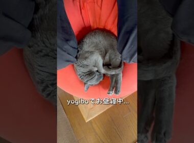 【ロシアンブルー】今日のめろん...近頃ずっとyogiboです🤗【猫】#shorts