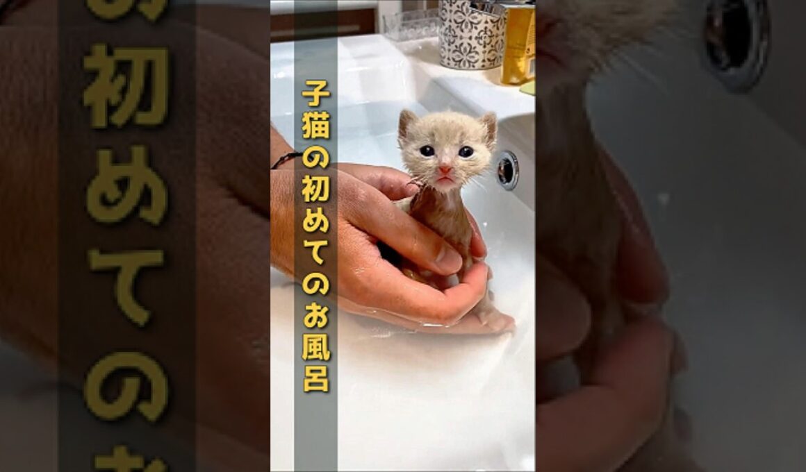 [悶絶] 生まれて初めてのお風呂に戸惑う子猫が可愛すぎる #子猫 #初めてのお風呂 #猫のいる暮らし #癒やし動画 #激カワ