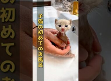 [悶絶] 生まれて初めてのお風呂に戸惑う子猫が可愛すぎる #子猫 #初めてのお風呂 #猫のいる暮らし #癒やし動画 #激カワ