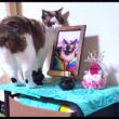 故シャム猫の遺影に挨拶するようペポに声掛けたら仏壇に上がって本当に挨拶してくれた👼