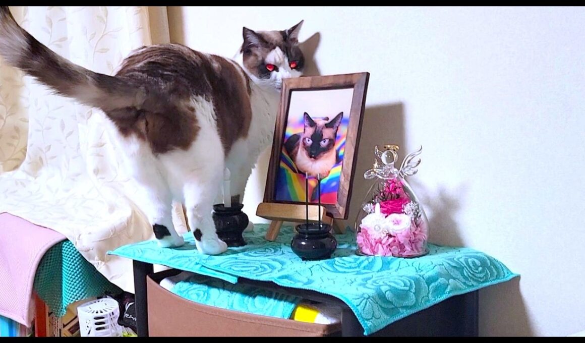 故シャム猫の遺影に挨拶するようペポに声掛けたら仏壇に上がって本当に挨拶してくれた👼