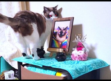 故シャム猫の遺影に挨拶するようペポに声掛けたら仏壇に上がって本当に挨拶してくれた👼
