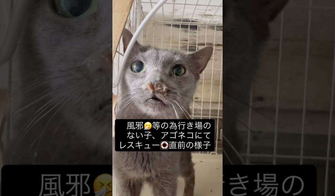 風邪🤧の症状などで行き場のないロシアンブルー🩵、アゴネコにてレスキュー🛟しました。
