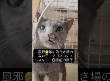風邪🤧の症状などで行き場のないロシアンブルー🩵、アゴネコにてレスキュー🛟しました。