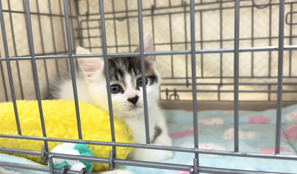初めて譲渡会に参加した子猫！結果は‥【坊ちゃん日記】The kitten attending its first adoption event