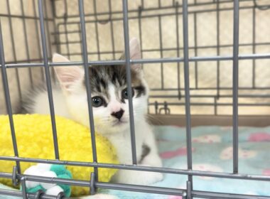 初めて譲渡会に参加した子猫！結果は‥【坊ちゃん日記】The kitten attending its first adoption event