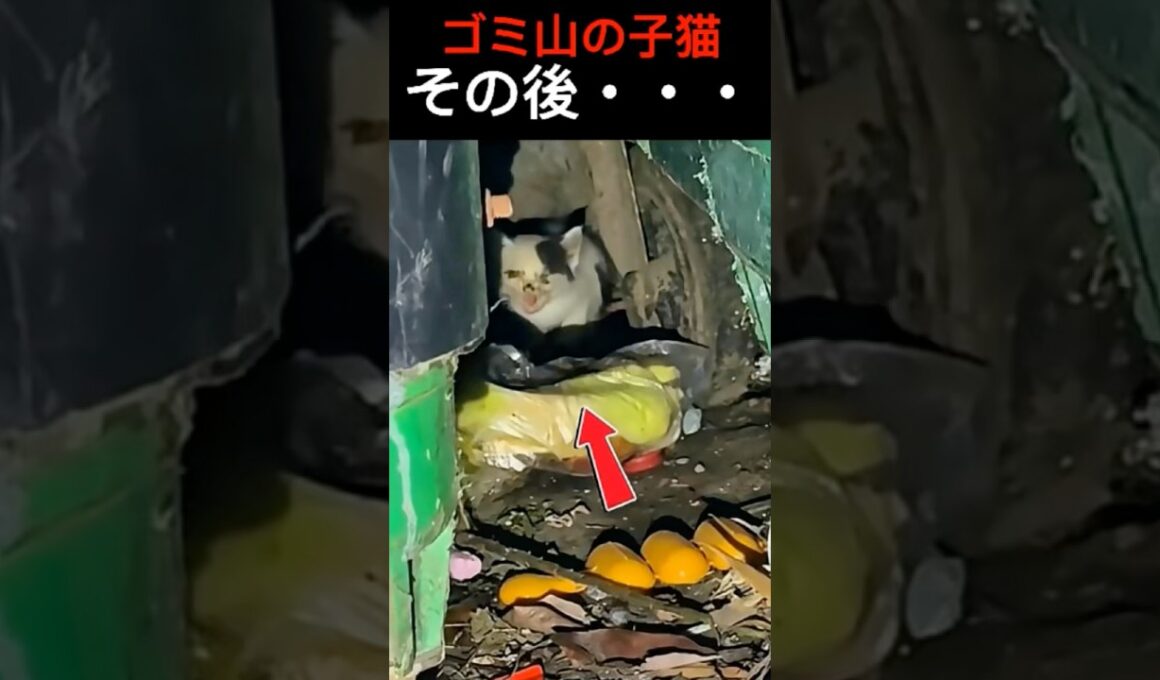 ゴミ山で震えていた子猫たちのその後 #子猫 #保護猫 #shorts