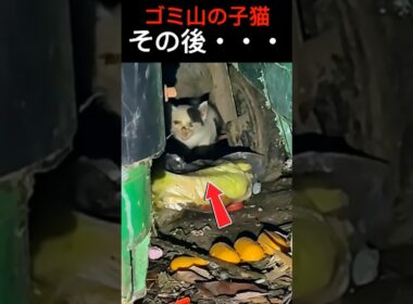 ゴミ山で震えていた子猫たちのその後 #子猫 #保護猫 #shorts