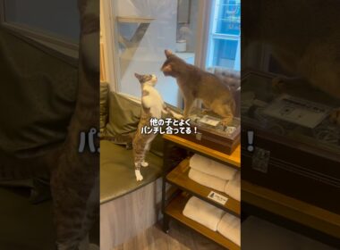 アビシニアンってどんな猫？ #猫カフェmocha #猫のいる暮らし #猫好きさんと繋がりたい