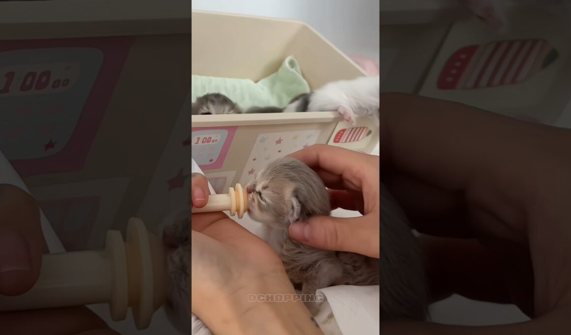 🥛子猫のミルクタイム｜Kitten Milk Feeding Time #cat #catvideos #kitten #子猫#asmr
