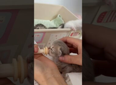 🥛子猫のミルクタイム｜Kitten Milk Feeding Time #cat #catvideos #kitten #子猫#asmr