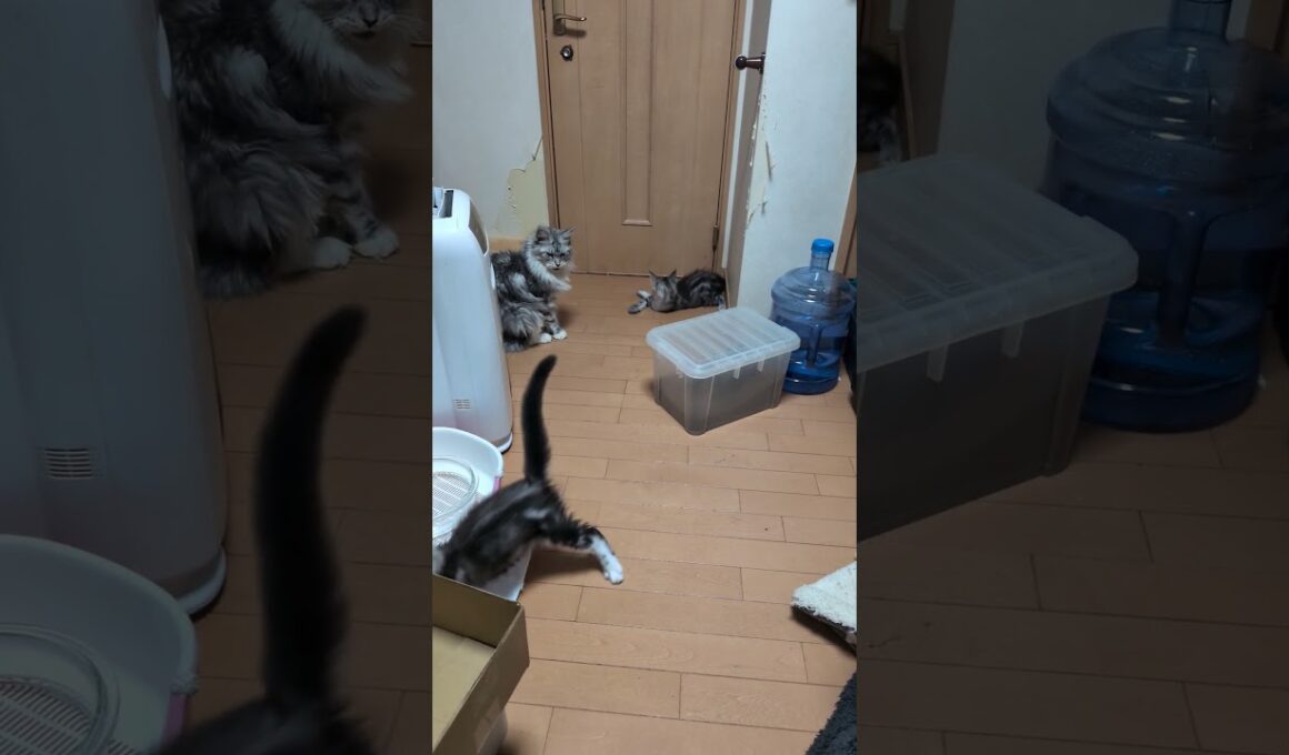 夜になっても元気なメインクーンの子猫達❗