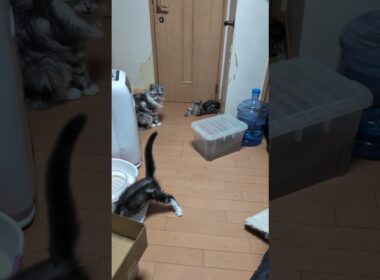 夜になっても元気なメインクーンの子猫達❗
