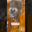 反抗期 #ねこ動画 #アメリカンカール #cat