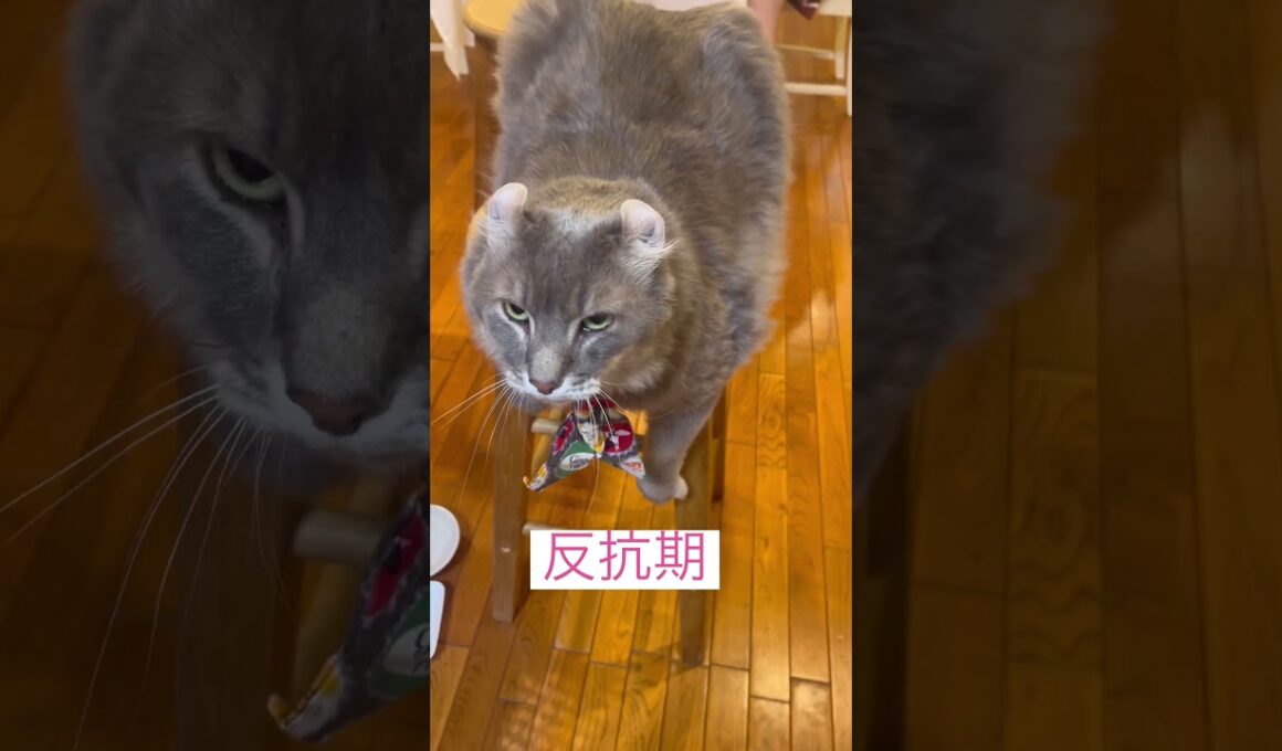 反抗期 #ねこ動画 #アメリカンカール #cat