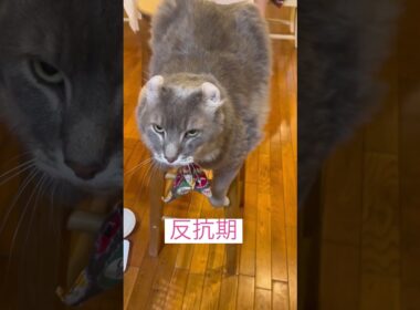 反抗期 #ねこ動画 #アメリカンカール #cat