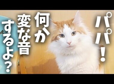 あの音がした瞬間、固まる猫│メインクーン
